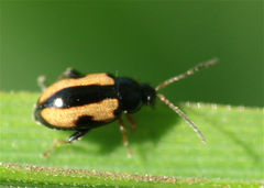 Phyllotreta ochripes