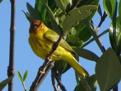 Setophaga petechia bryanti