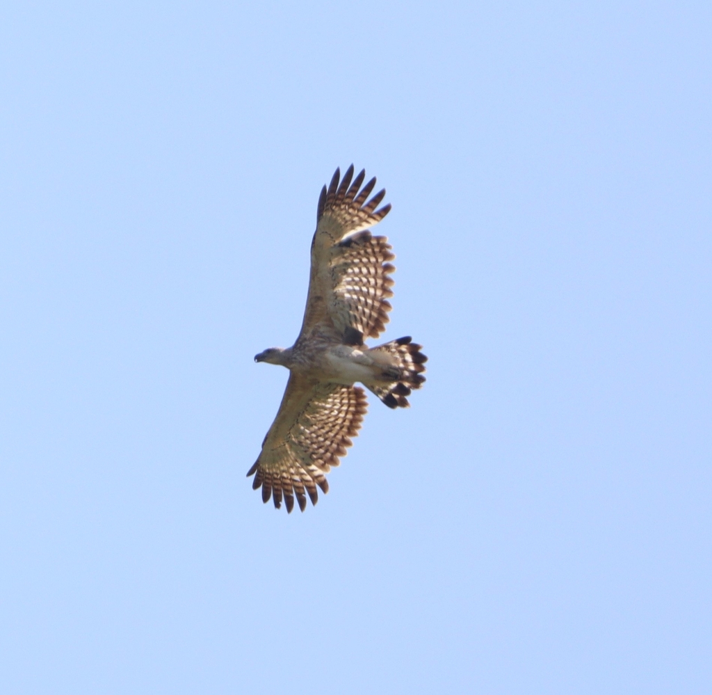 Gray-headed Fish-Eagle (Icthyophaga ichthyaetus)