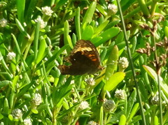 Junonia neildi varia