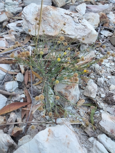 Bur Daisy (Calotis lappulacea)