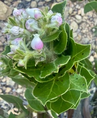 Arctostaphylos montaraensis