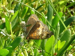 Junonia neildi varia
