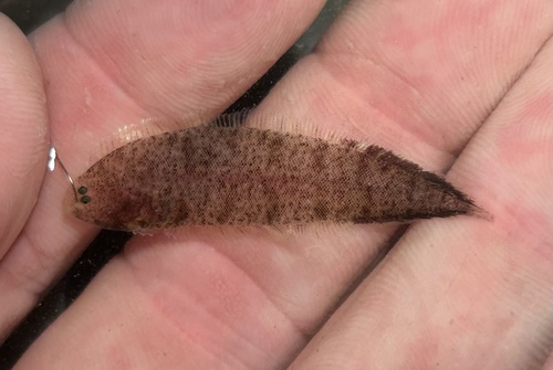 Californische tongschar (Symphurus atricaudus) — Cynoglossidae — 2