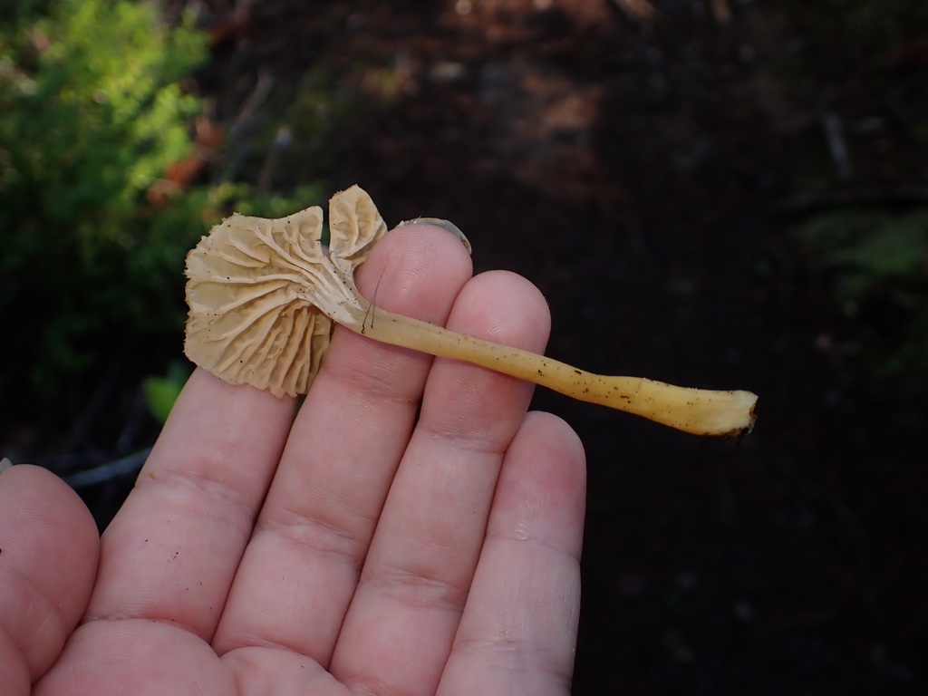 Craterellus tubaeformis · January 2026 · photo: © elik03 (iNaturalist, cc-by)