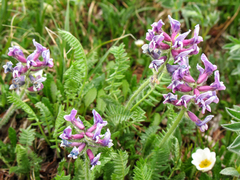 Oxytropis ambigua
