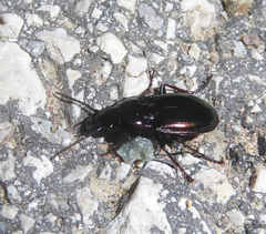 Pterostichus burmeisteri