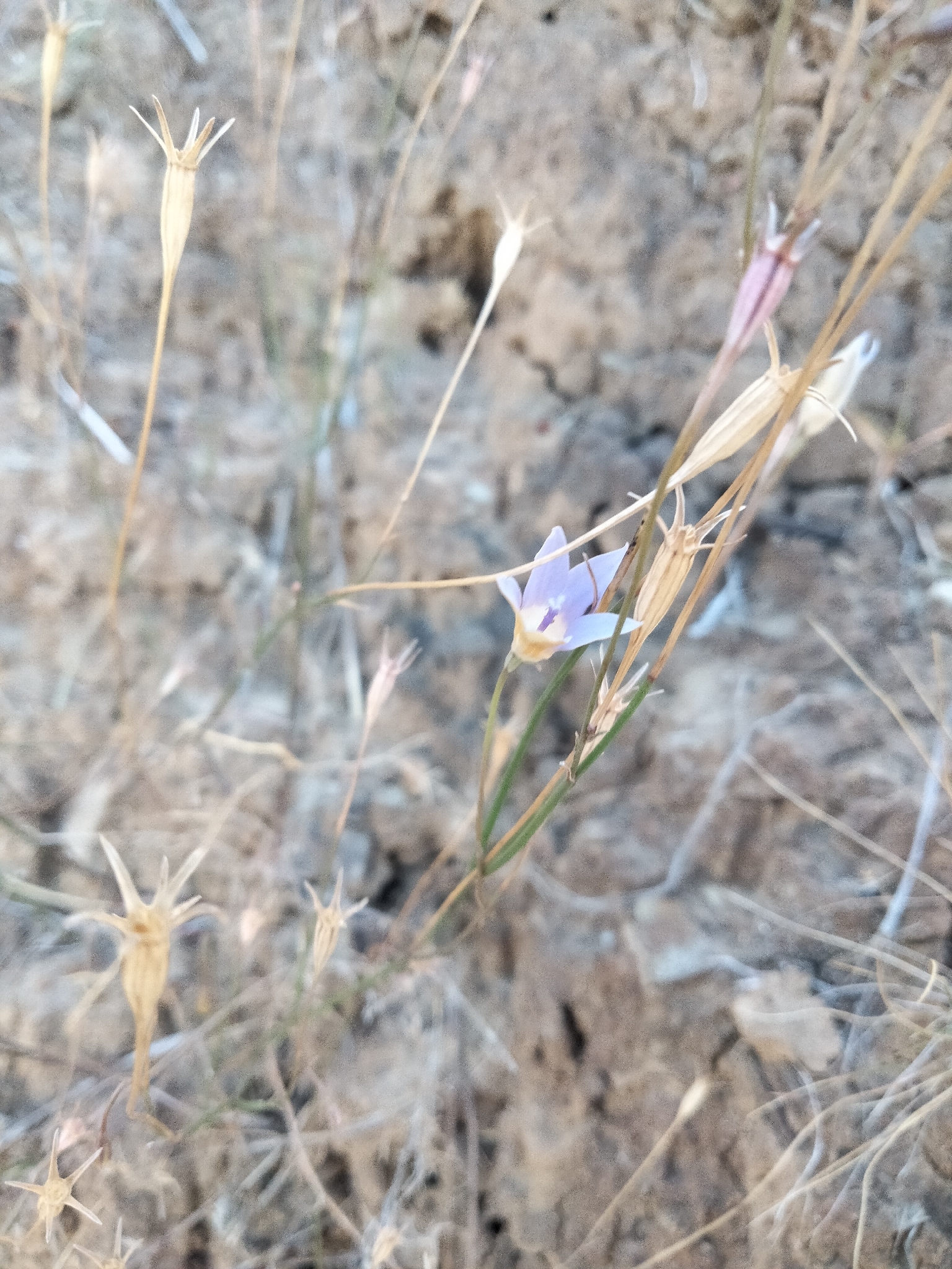 Yellow-Wash Bluebell (Wahlenbergia luteola)