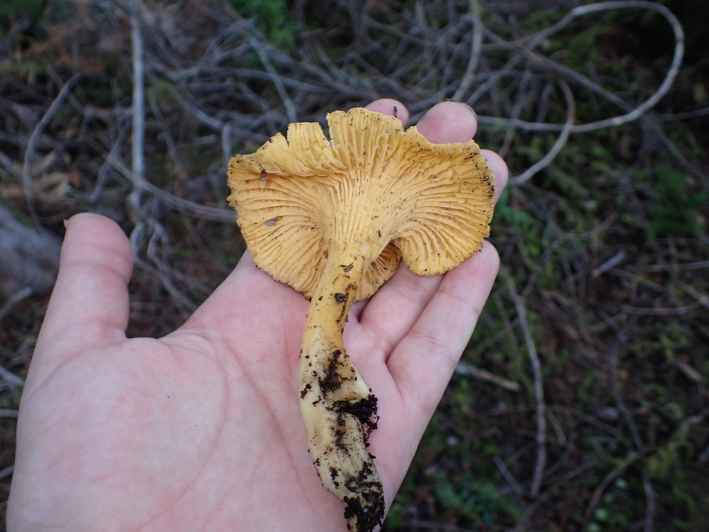 Cantharellus formosus · January 2026 · photo: © elik03 (iNaturalist, cc-by)