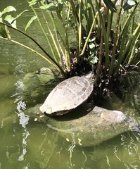 Trachemys decussata