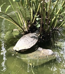 Trachemys decussata