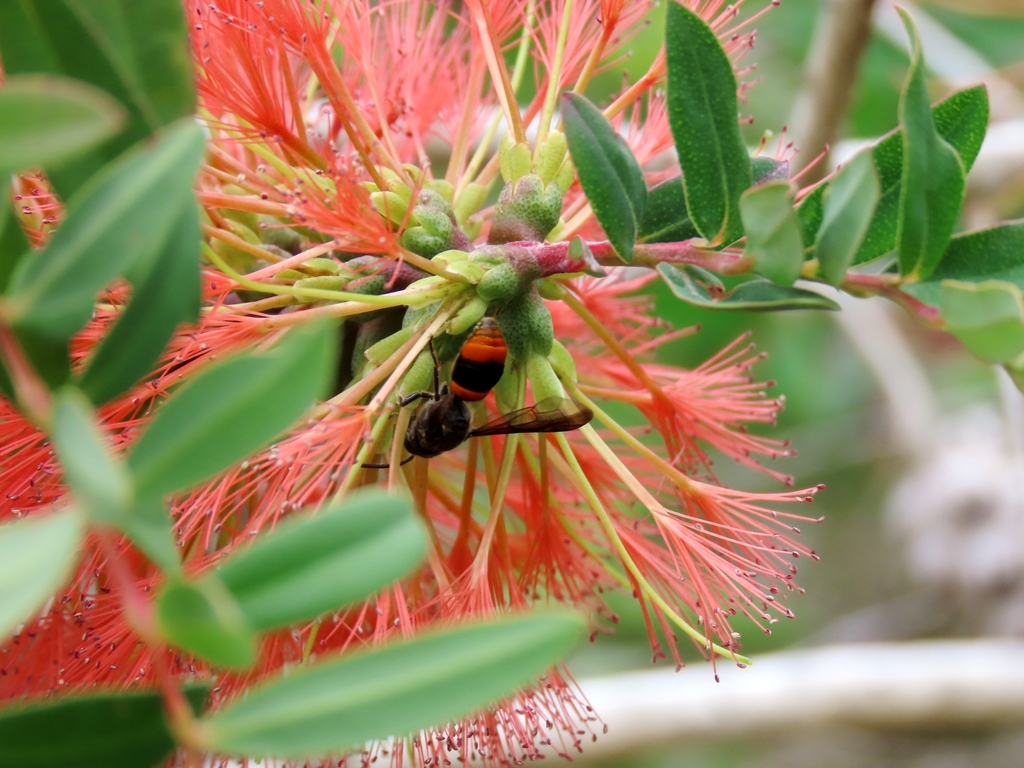Common Wasp-mimic Bee from Mount Egerton VIC 3352, Australia on January ...