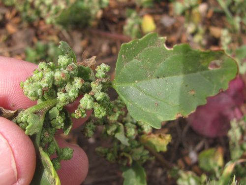 nettle-leaved goosefoot