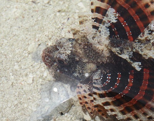 Neochirus hemprichi