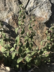 Cistus salviifolius