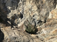 Cistus salviifolius