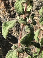 Cistus salviifolius
