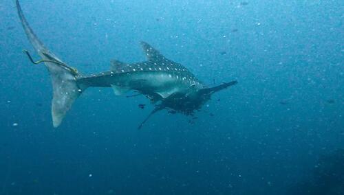 Rhincodon typus