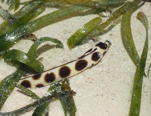 Myrichthys maculosus