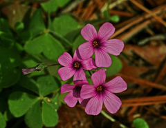 Oxalis