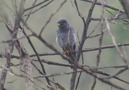 Sooty Falcon