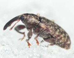 Dorytomus dejeani