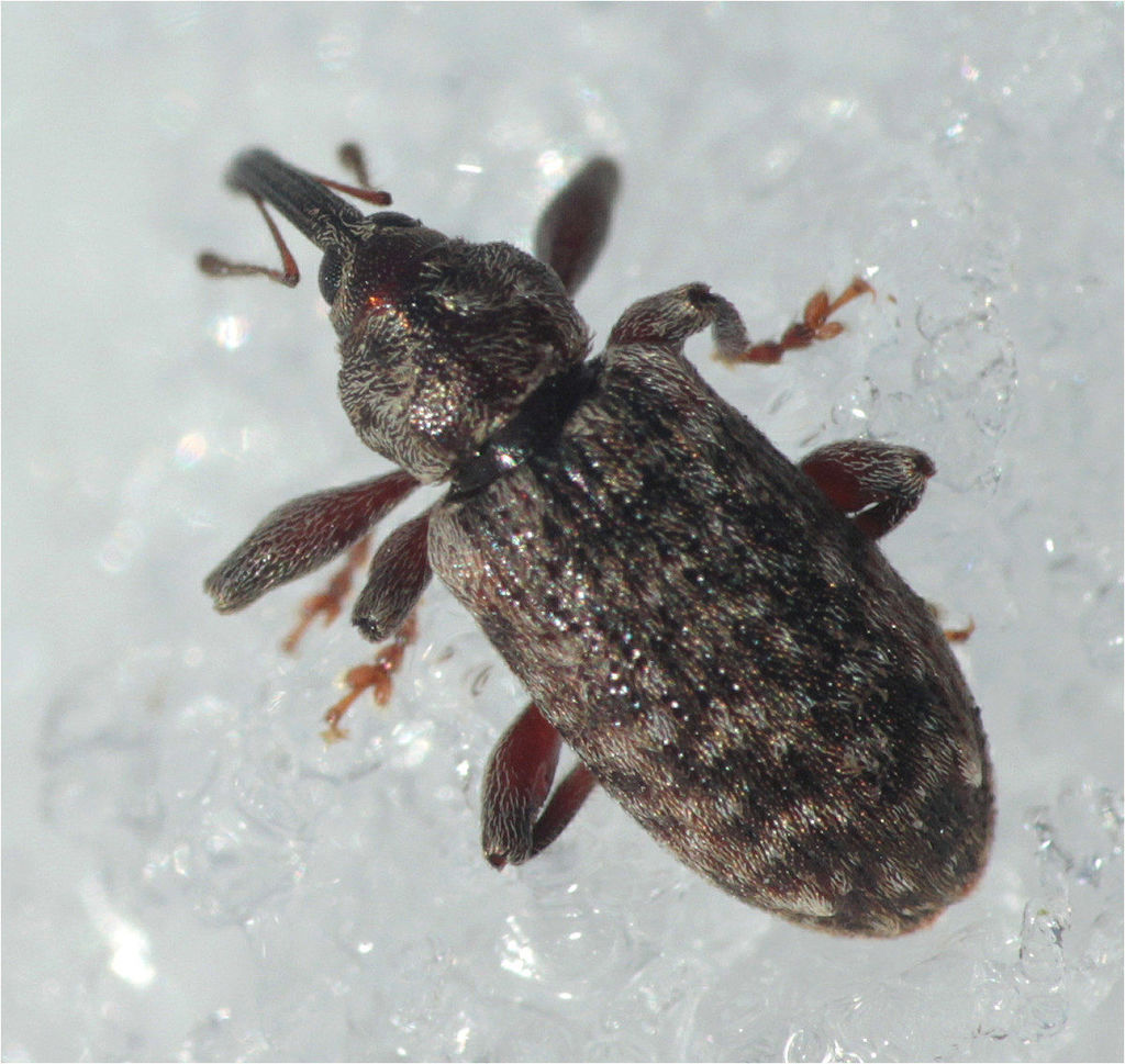 Dorytomus dejeani