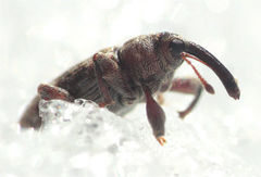 Dorytomus dejeani