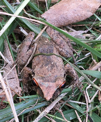 Eleutherodactylus antillensis