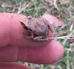 Eleutherodactylus antillensis