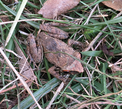 Eleutherodactylus antillensis