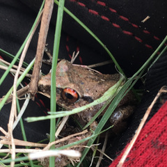 Eleutherodactylus antillensis