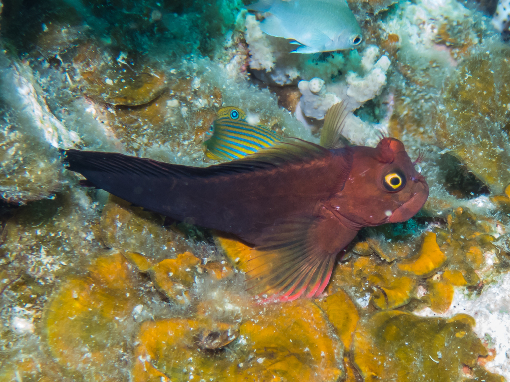Flaming Blenny