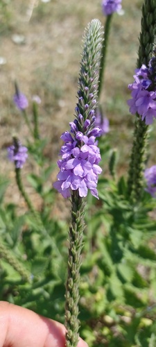 hoary vervain (Verbena stricta)
