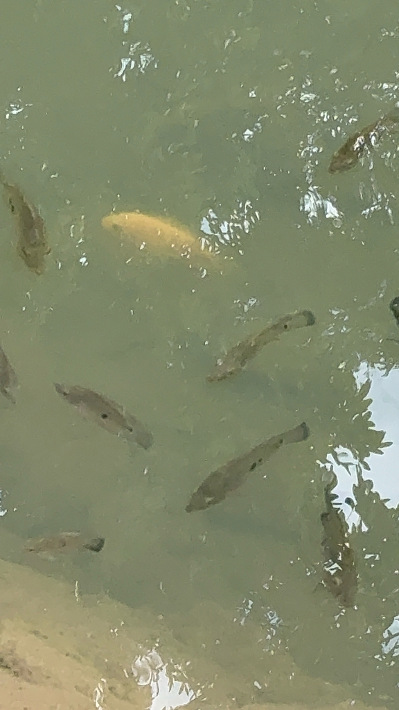 Three-spot cichlid (Cichlasoma trimaculatum) — Cichlidae