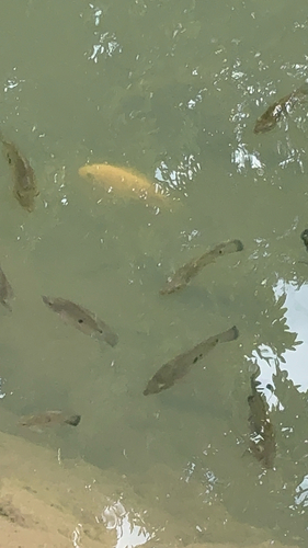 Three-spot cichlid (Cichlasoma trimaculatum) — Cichlidae