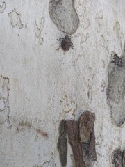 Antiteuchus mixtus