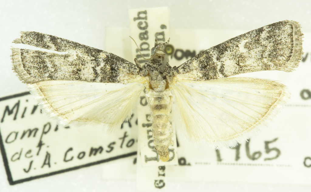 Acrobasis amplexella