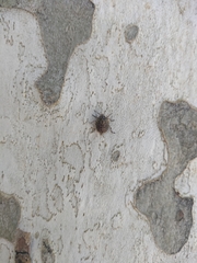 Antiteuchus mixtus