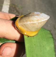 Parthena acutangula