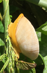 Parthena acutangula