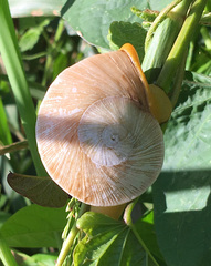 Parthena acutangula