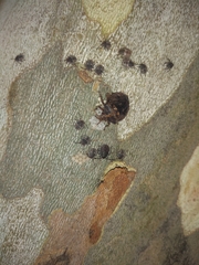 Antiteuchus mixtus