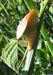 Parthena acutangula