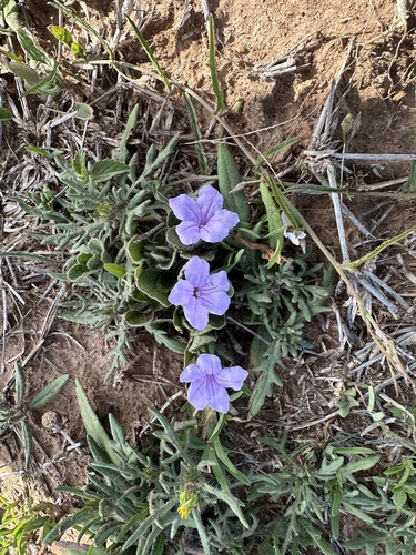 White Veld Violet