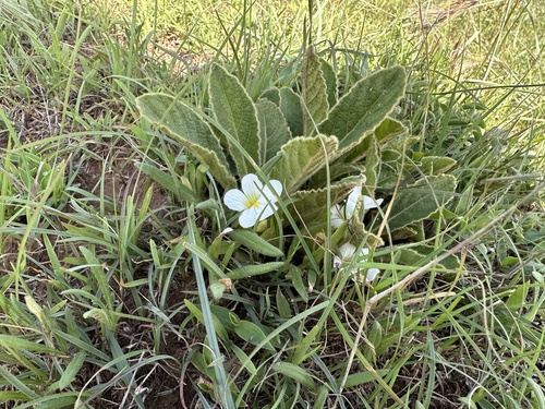 Velvet Pricklehead