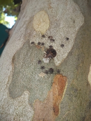 Antiteuchus mixtus