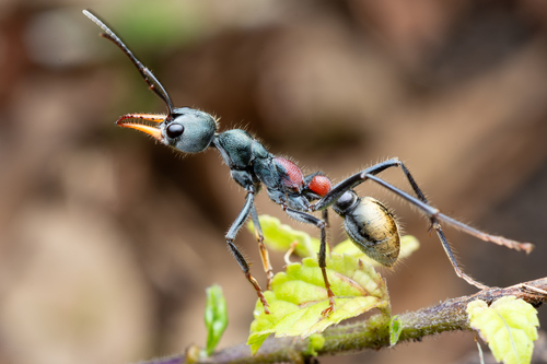 阿瑟顿牛蚁Myrmecia athertonensis