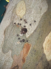 Antiteuchus mixtus