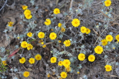 Thymophylla micropoides